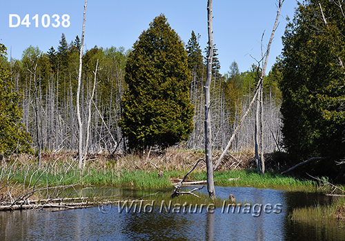 North American Beaver (Castor canadensis), beaver dam